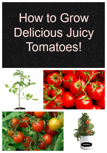 How to Grow Delicious Juicy Tomatoes!