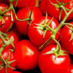 How to Grow Delicious Juicy Tomatoes!