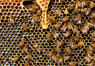 Why Bees Are Important to Humans