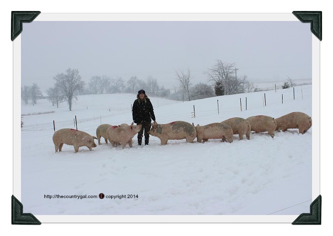 pigs first winter in snow