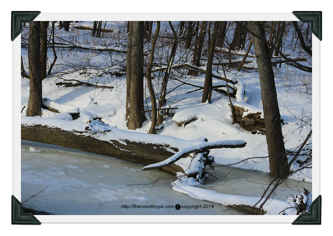 tree in river edgerton ohio